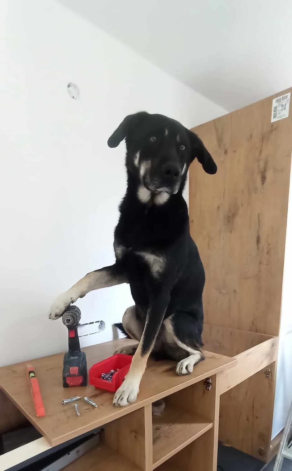 C'est notre mascotte qui s'occupe du montage des meubles